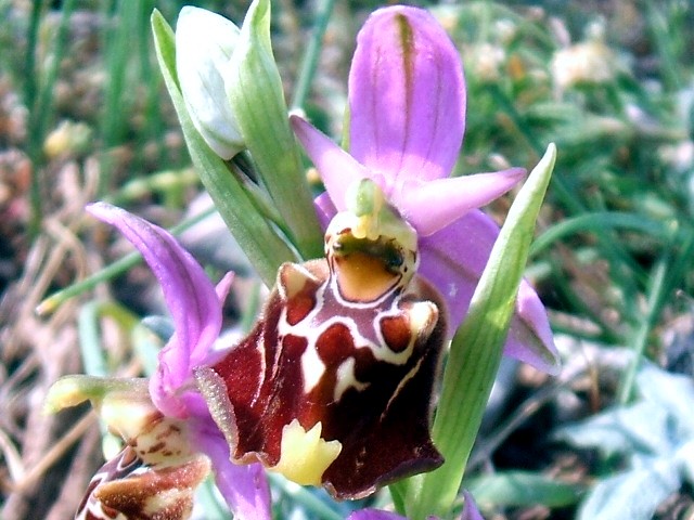 O. fuciflora O. apulica. O. lacaitae.      ibridi?